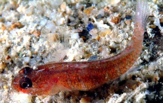 Odondebuenia balearica_003